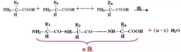 高中生物13大重要规律和公式，暑假好好背！