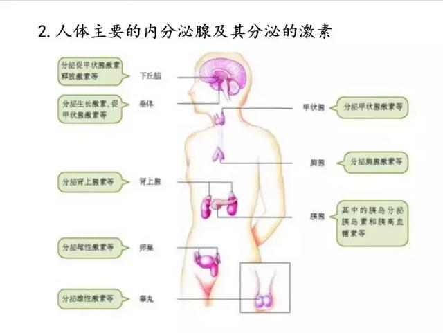 实用干货丨高中生物必修三图解课件