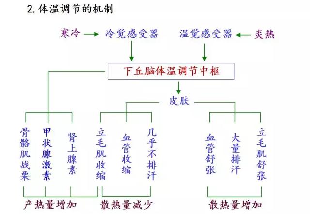 实用干货丨高中生物必修三图解课件