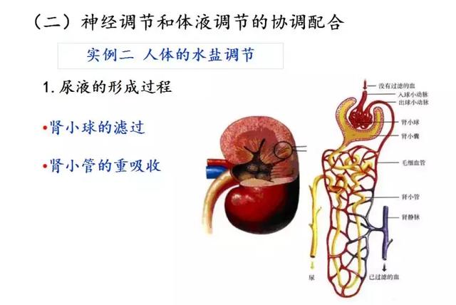 实用干货丨高中生物必修三图解课件