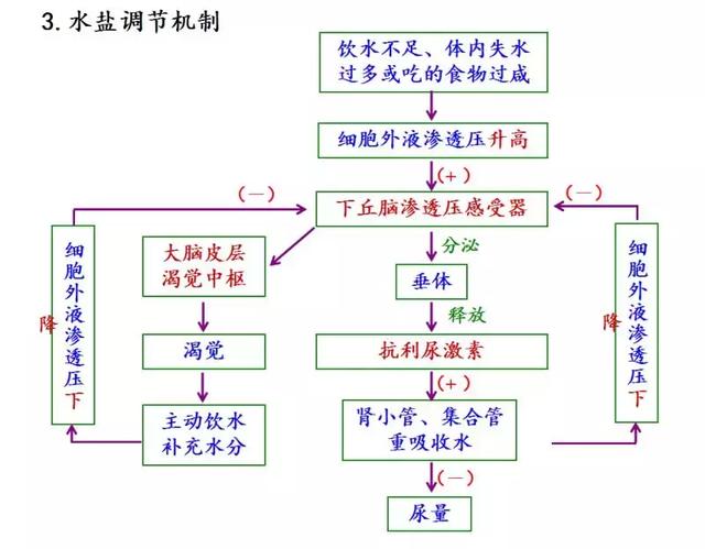 实用干货丨高中生物必修三图解课件