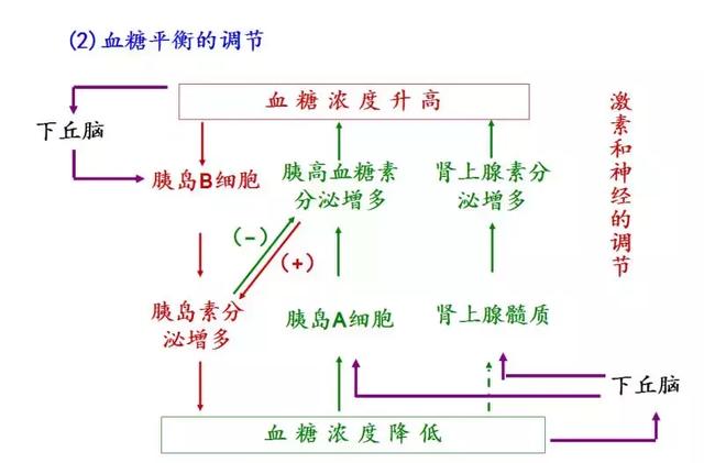 实用干货丨高中生物必修三图解课件