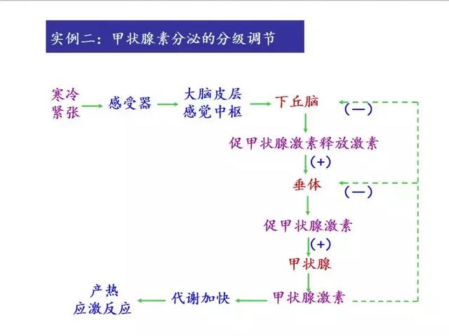 实用干货丨高中生物必修三图解课件